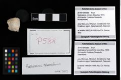 Foto (Objekt + Etikett) von Gastrosacus tuberosiformis (Lorenthey, 1929)  (NHMW-GEO-2014-0194-0588)